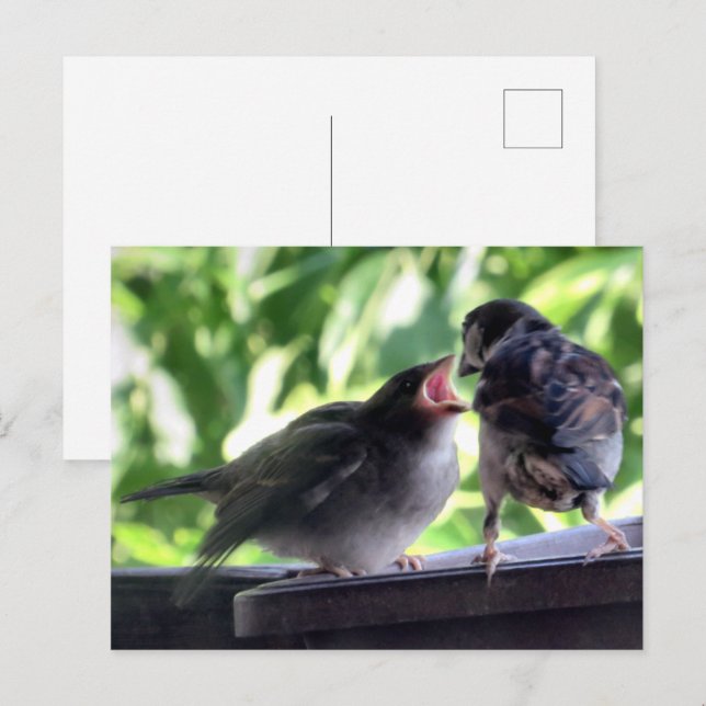 House Sparrow Vater Füttre Teaching Baby Postkarte (Vorne/Hinten)