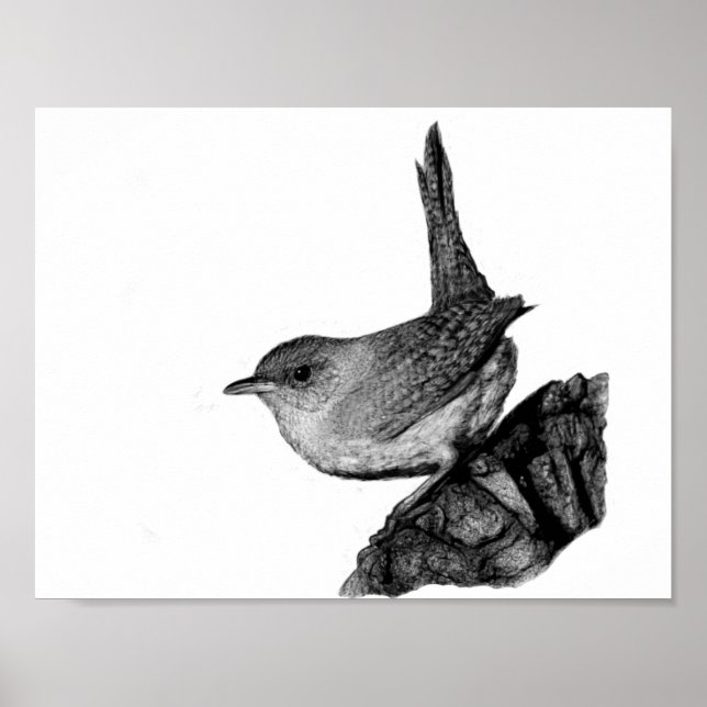 House Wren Poster (Vorne)