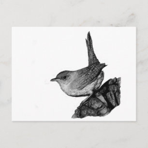 House Wren Postkarte