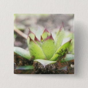 Houseleek - Sempervivum Button