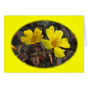 Houseplant à fleurs jaunes d'Oxalis