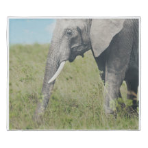 Elephant dans la couverture de duvet de l'habitat