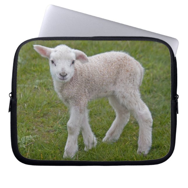 Housse d'ordinateur Little Lamb (Devant)