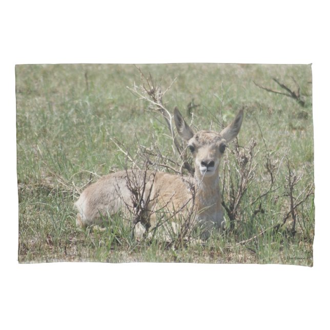 Housse D'oreillers A7 Baby Pronghorn Antelope (devant)