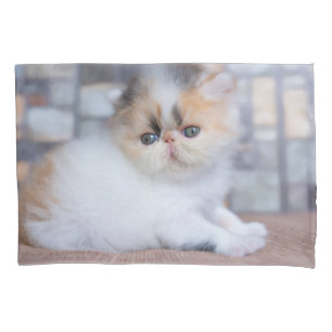Housse D'oreillers Animaux de bébés cutest   Calico Persian Kitten