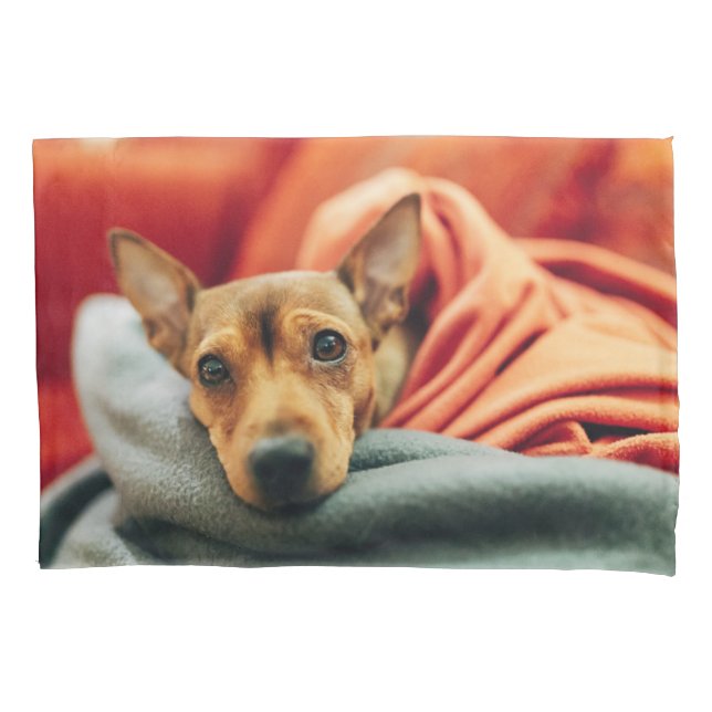 Housse D'oreillers Animaux de bébés cutest | Miniature Pinscher (devant)