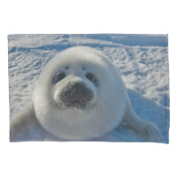 Animaux de bébés cutest | Phoque bébé