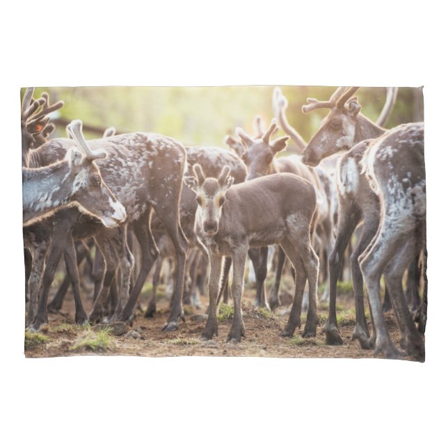 Housse D'oreillers Animaux de bébés cutest | Svalbard Reindeer (devant)