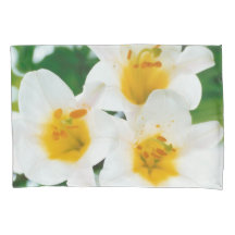 Belle Lys blancs - Lilium candidum