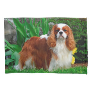 Housse D'oreillers Blenheim Cavalier King Charles Spaniel Chien Chien