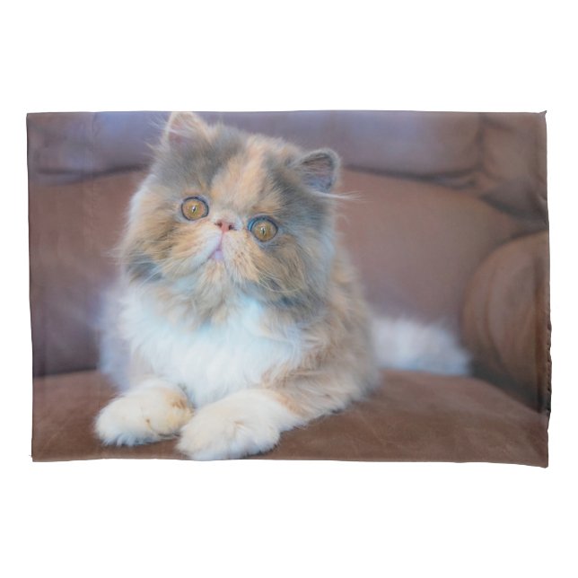 Housse D'oreillers Cutest Baby Animals | Calico Persian Kitten (devant)