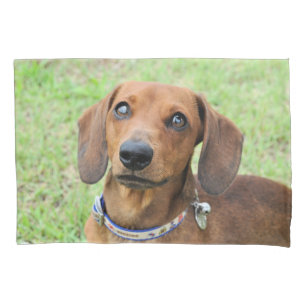 Housse D'oreillers Dachshund