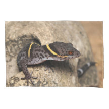 Le gecko de Lichtenfelder