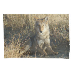 Housse D'oreillers R15 Coyote Couché