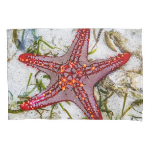 Housse D'oreillers Starfish, Zanzibar, Tanzanie