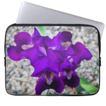 Belle iris violet