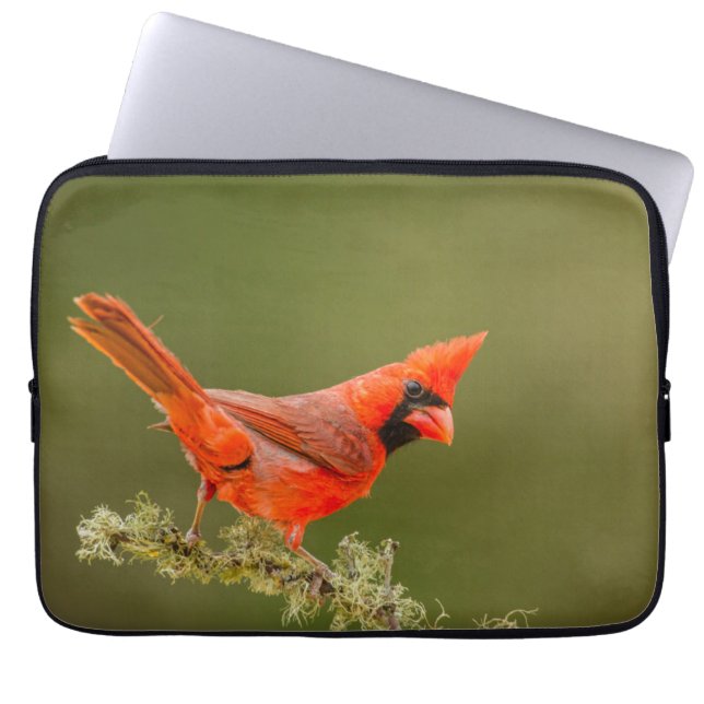 Housse Pour Ordinateur Portable Cardinal mâle sur une branche (Devant)