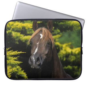 Housse Pour Ordinateur Portable Étalon Arabe