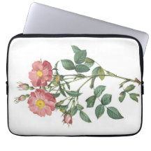 Illustration botanique de rose rose délicate