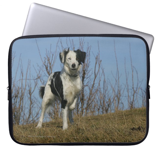Housse Pour Ordinateur Portable Jambe de border collie augmentée (Devant)