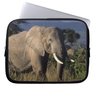 Housse Pour Ordinateur Portable Kenya : Amboseli, éléphant d'Afrique mâle