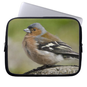 Housse Pour Ordinateur Portable Male Chaffinch (WILD: Fringilla coelebs)
