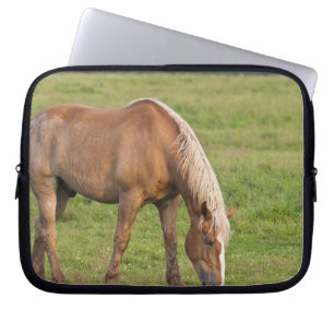 Housse Pour Ordinateur Portable Nouveau-Brunswick, Canada. Cheval dans un champ.