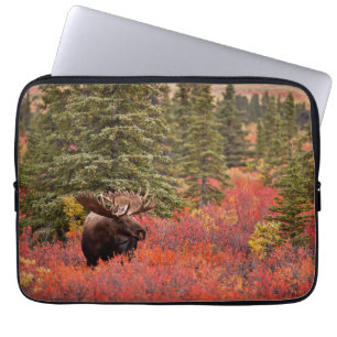 Housse Pour Ordinateur Portable Orignal debout dans un bouleau nain rouge