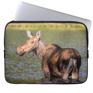 Housse Pour Ordinateur Portable Orignal se nourrissant dans le parc national de Gl