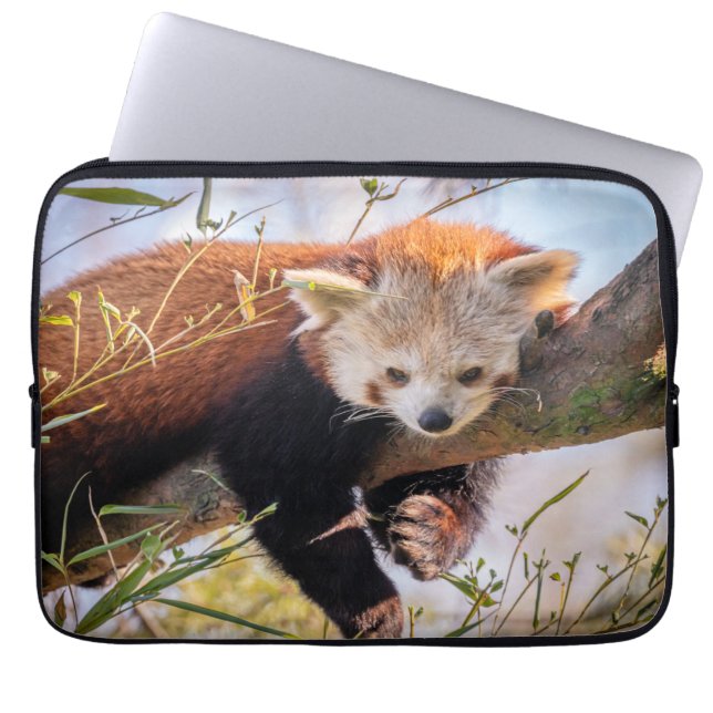 Housse Pour Ordinateur Portable Petit panda rouge pâle (Devant)