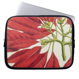 Housse Pour Ordinateur Portable Poinsettia Pulcherrima (litho de couleur)
