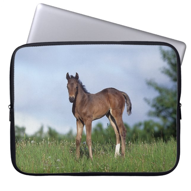 Housse Pour Ordinateur Portable Poulain de pur sang se tenant dans l'herbe (Devant)
