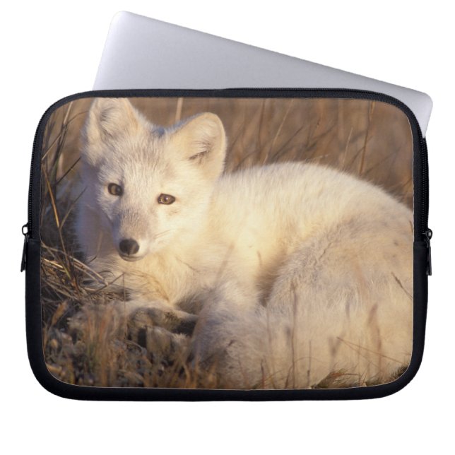 Housse Pour Ordinateur Portable renard arctique, Alopex lagopus (Devant)