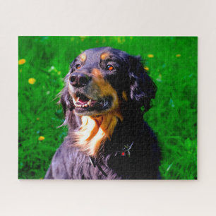 Hovawart-Hund.