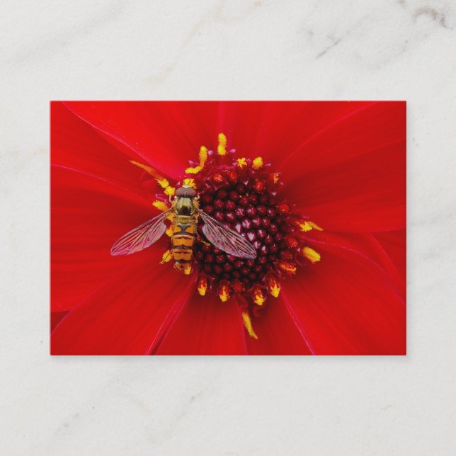 Hover Fly auf einem Dahlia, Mini-Foto Visitenkarte (Vorderseite)