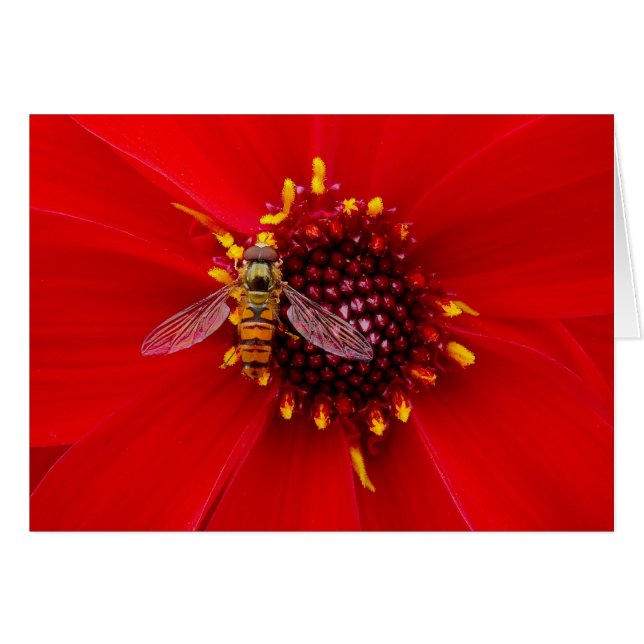 Hover Fly on a Dahlia (Vorderseite (Horizontal))