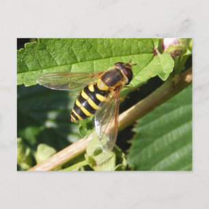 Hover Fly ~ Postcard Postkarte