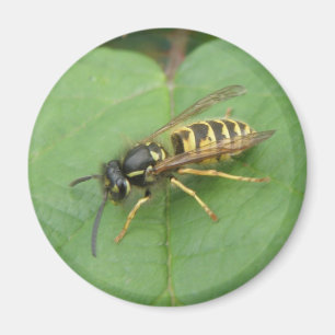 Hoverfly auf dem Leaf Magnet
