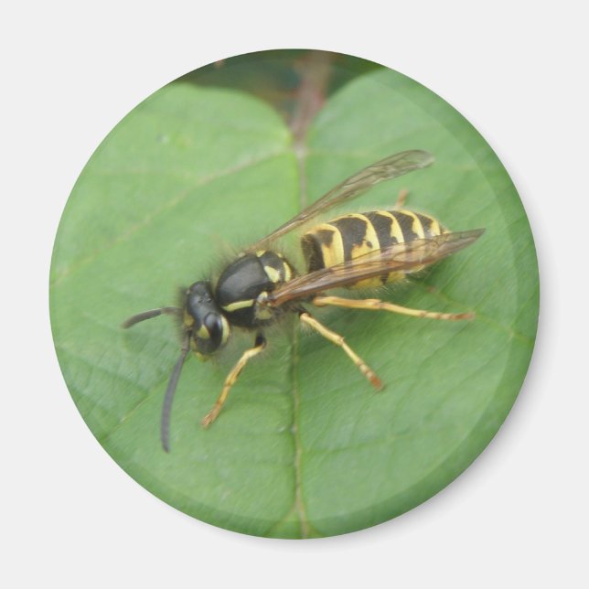 Hoverfly auf dem Leaf Magnet (Vorne)