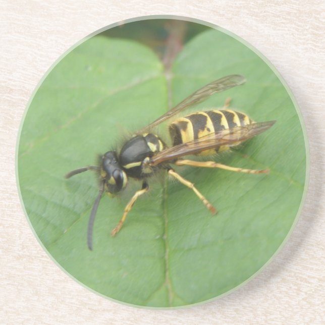 Hoverfly auf einem Leaf-Untersetzer Untersetzer (Vorne)