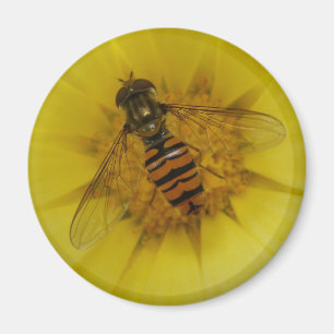 Hoverfly auf einem Marigold Magnet