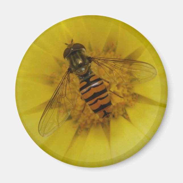 Hoverfly auf einem Marigold Magnet (Vorne)