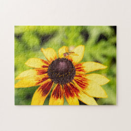 Hoverfly auf Rudbeckia