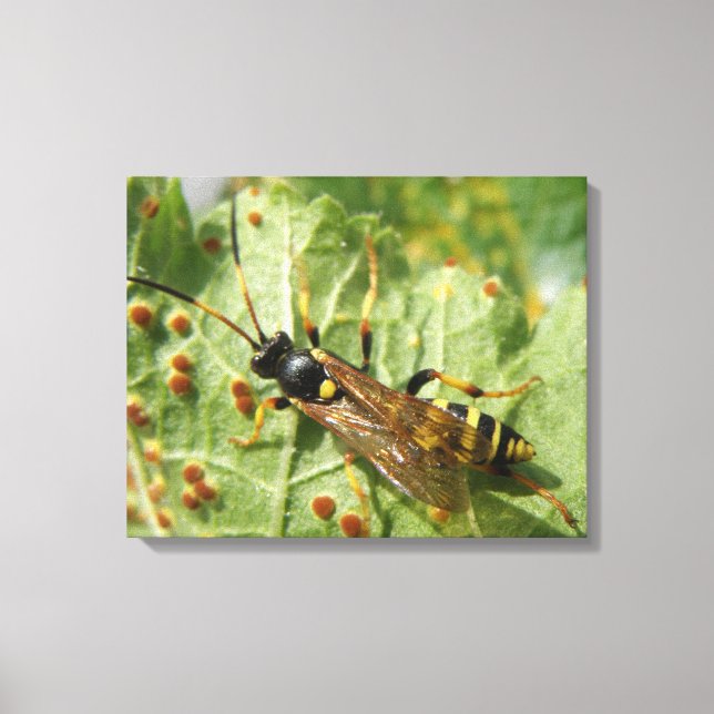 Hoverfly Canvas Print Leinwanddruck (Vorderseite)