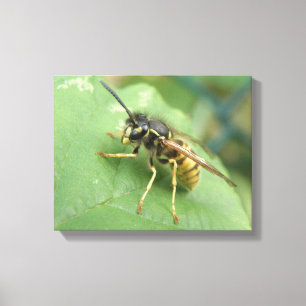 Hoverfly Macro Canvas Print Leinwanddruck