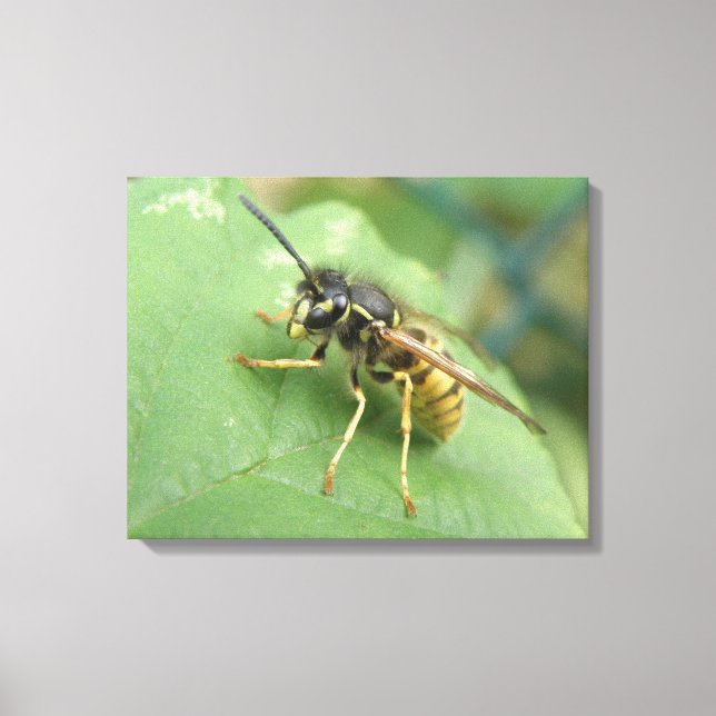 Hoverfly Macro Canvas Print Leinwanddruck (Vorderseite)
