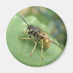 Hoverfly Macro Magnet