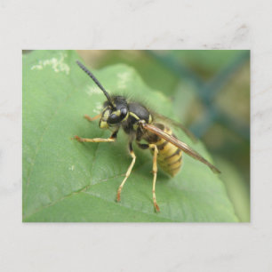 Hoverfly Macro Postcard Postkarte