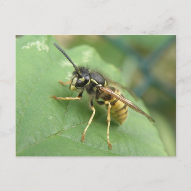 Hoverfly Macro Postcard Postkarte (Vorderseite)