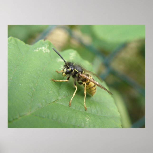Hoverfly Macro Print Poster (Vorne)